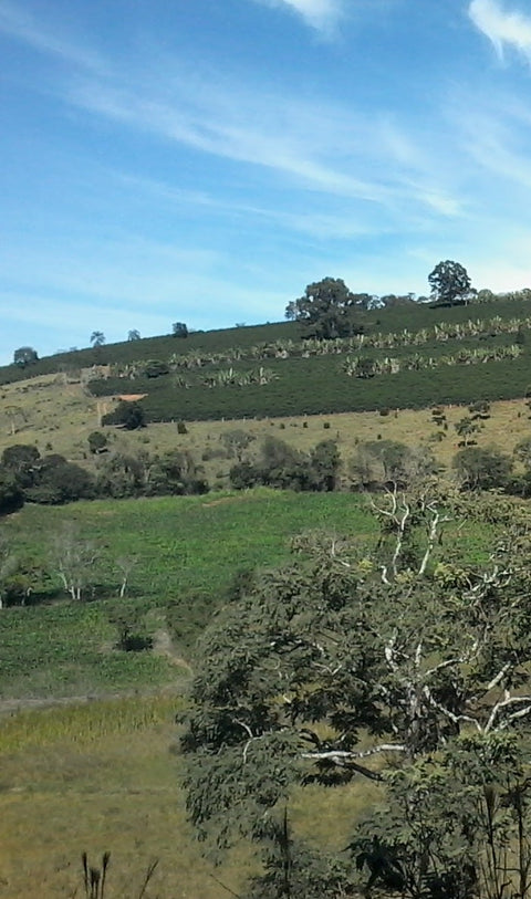 Brazil, Minas Gerais, Fazenda Floresta