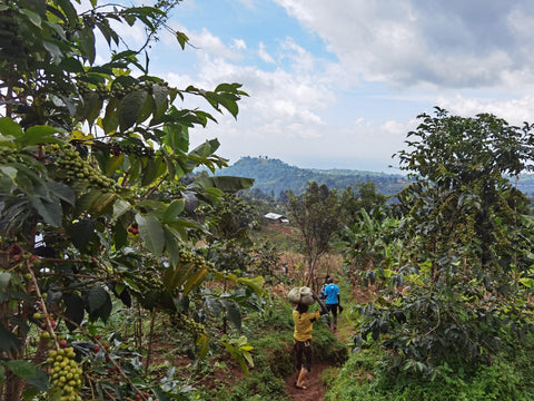 Uganda, Mt. Elgon